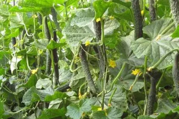黄瓜弯曲怎么办，用石块坠住底部可使瓜条伸直