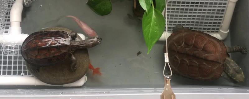 草龟能不能和巴西龟混养