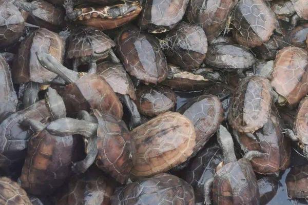 草龟能不能和巴西龟混养，二者不能混养、否则会互相争斗