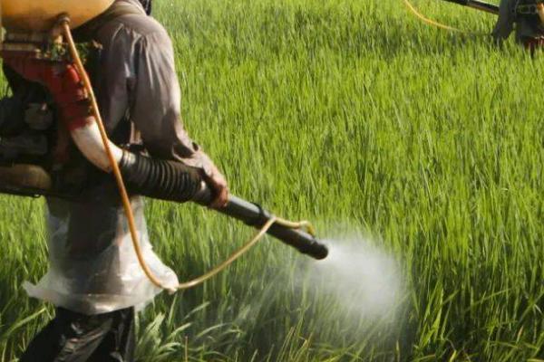 甲嘧磺隆怎么使用，兑水后进行喷雾、或拌土撒施