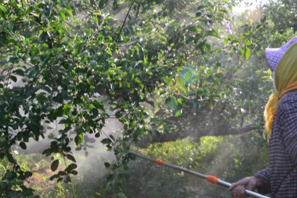 甲嘧磺隆怎么使用，兑水后进行喷雾、或拌土撒施