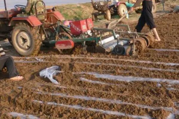 花生怎么播种，每个播种穴可放入2粒种子