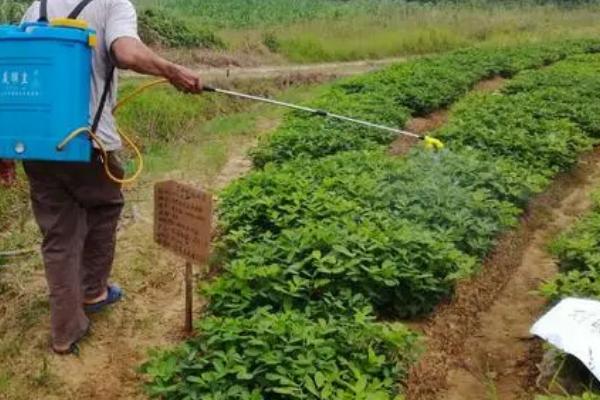 花生怎么播种，每个播种穴可放入2粒种子