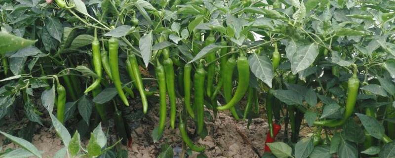 辣椒一年四季都可以种植吗