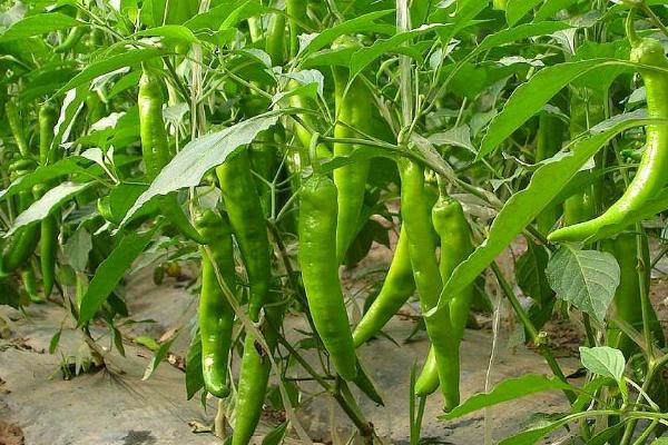 辣椒一年四季都可以种植吗，四季皆可种植