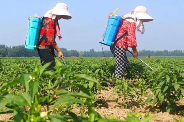 辣椒一年四季都可以种植吗，四季皆可种植