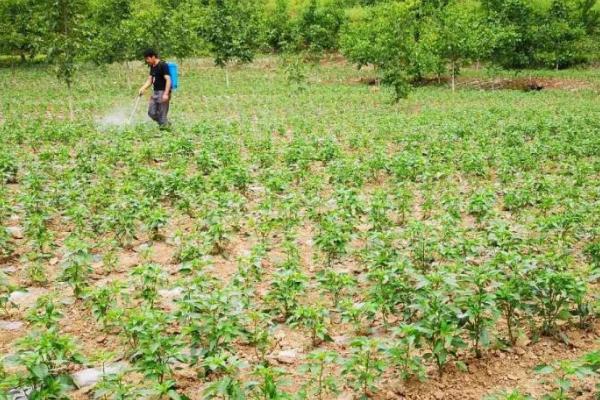 辣椒一年四季都可以种植吗，四季皆可种植