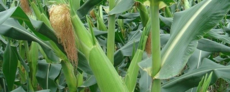 桂单686玉米种子介绍