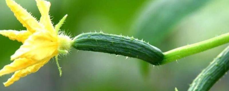 黄瓜雄花与雌花的区别