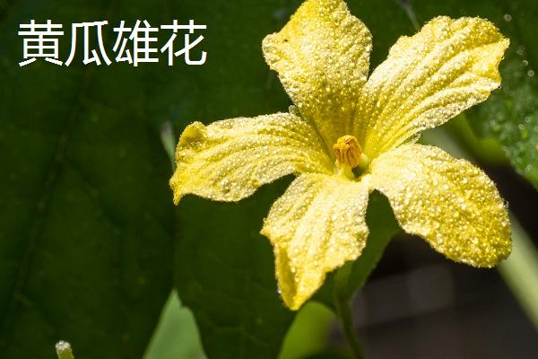 黄瓜雄花与雌花的区别，雄花簇生、雌花大部分单生