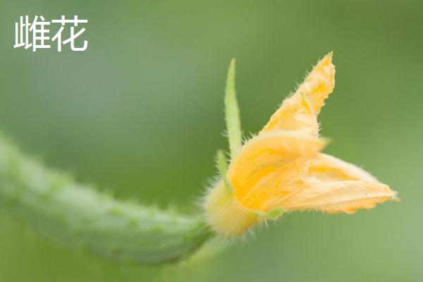 黄瓜雄花与雌花的区别，雄花簇生、雌花大部分单生