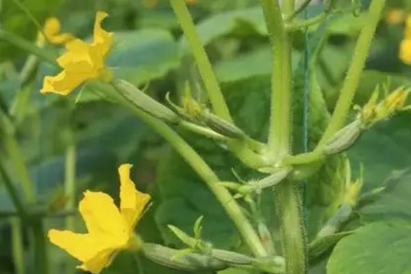 黄瓜雄花与雌花的区别，雄花簇生、雌花大部分单生