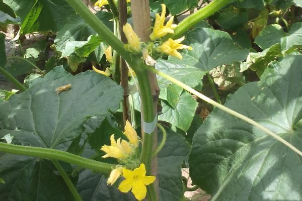 黄瓜雄花与雌花的区别，雄花簇生、雌花大部分单生