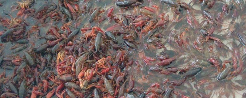 小龙虾养殖技术