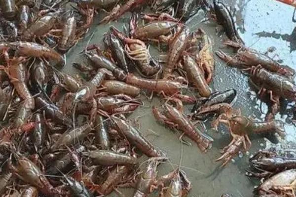 小龙虾养殖技术，对水质的要求较高