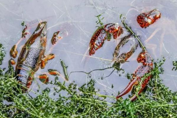 小龙虾养殖技术，对水质的要求较高