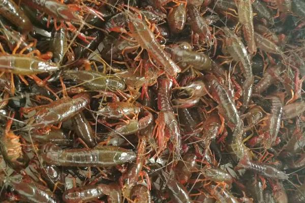 小龙虾养殖技术，对水质的要求较高