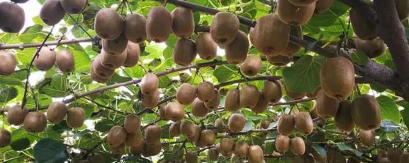 猕猴桃树苗几年结果