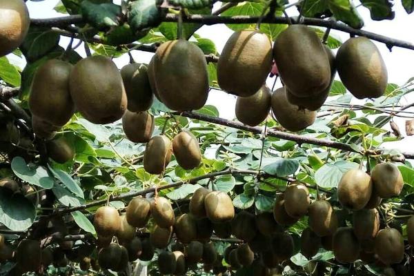 猕猴桃树苗几年结果，需要5年的时间才可以结果