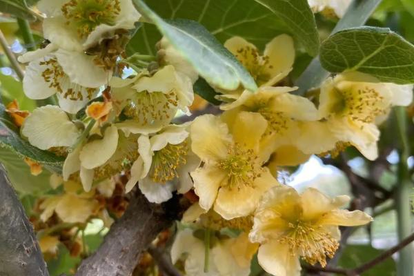 猕猴桃树苗几年结果，需要5年的时间才可以结果