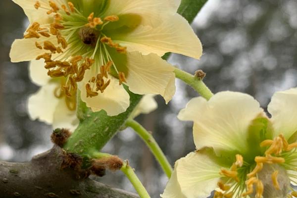 猕猴桃树苗几年结果，需要5年的时间才可以结果