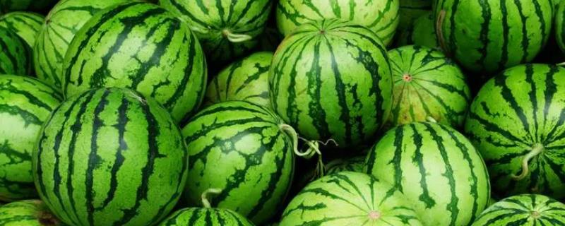 如何判断西瓜成熟度