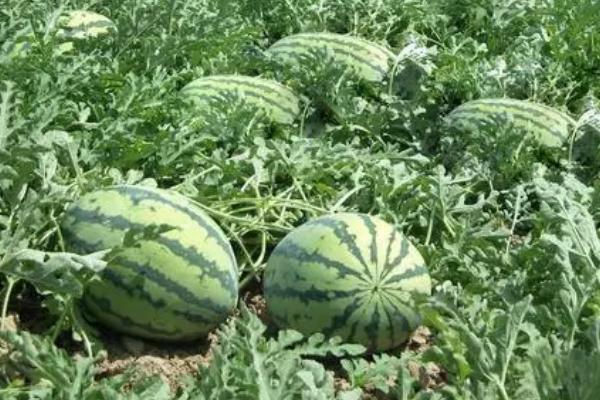 如何判断西瓜成熟度，可以根据发育天数、果实外观和卷须特征判断