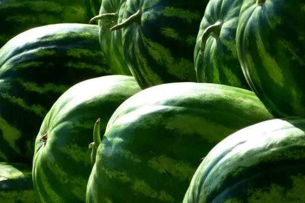 如何判断西瓜成熟度，可以根据发育天数、果实外观和卷须特征判断