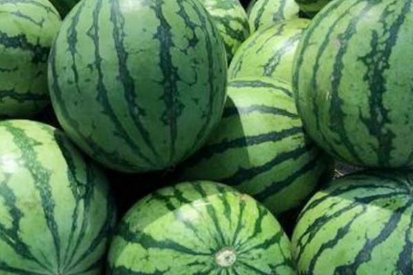 如何判断西瓜成熟度，可以根据发育天数、果实外观和卷须特征判断