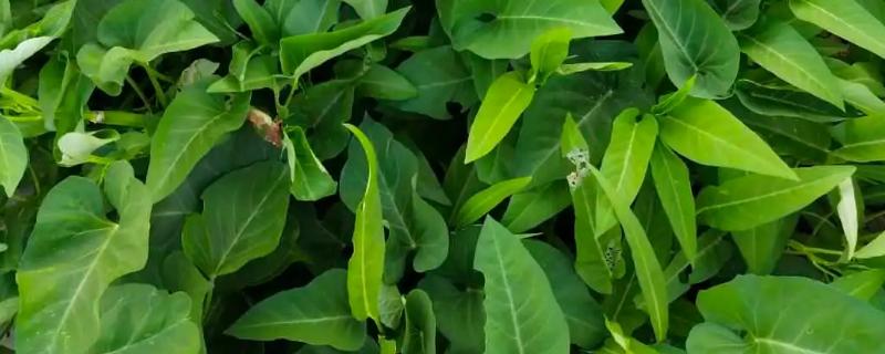 如何培育沙生空心菜