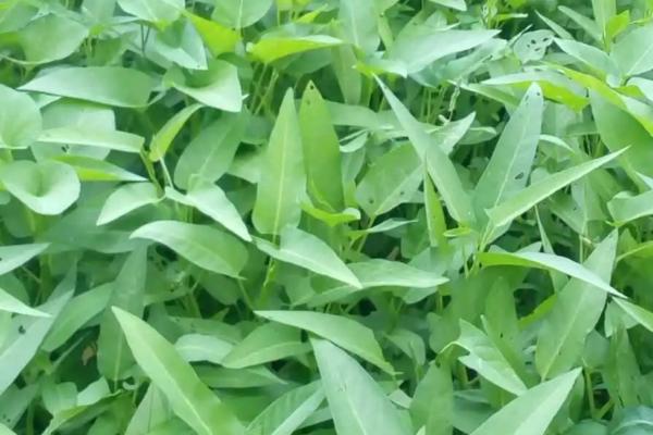 如何培育沙生空心菜，可在沙畦上均匀撒播种子