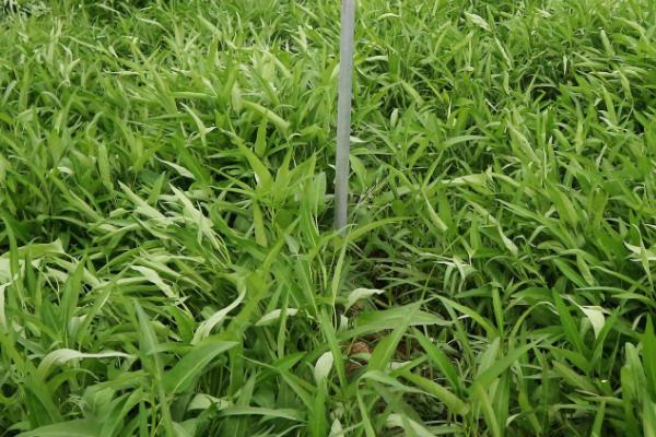 如何培育沙生空心菜，可在沙畦上均匀撒播种子