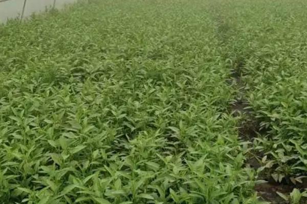 如何培育沙生空心菜，可在沙畦上均匀撒播种子