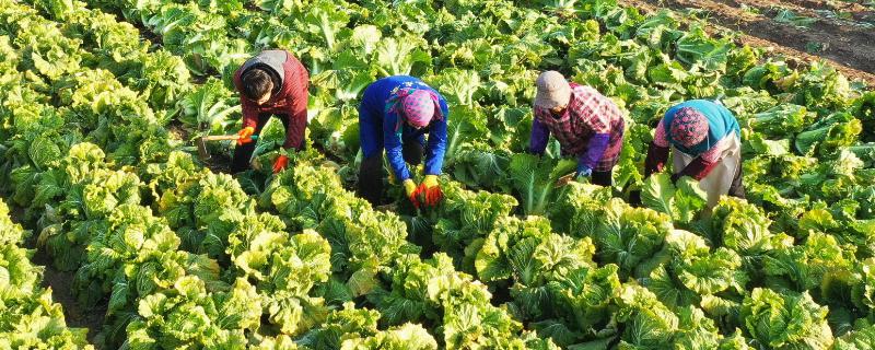 白菜除草适宜时期