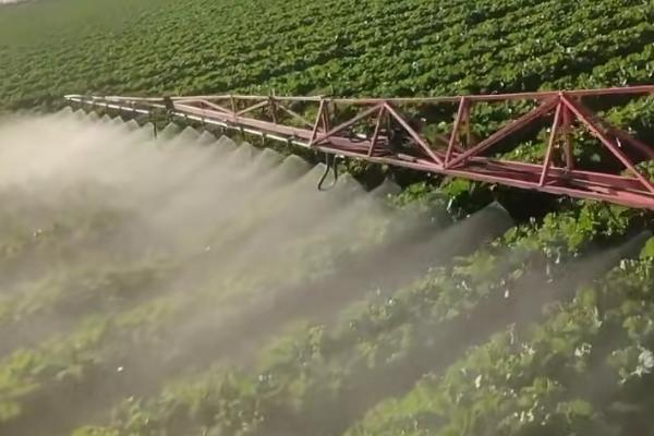 白菜除草适宜时期，播种后至出苗前为除草适期