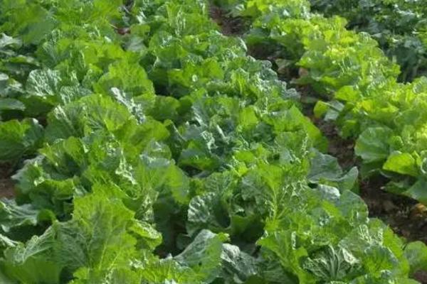 白菜除草适宜时期，播种后至出苗前为除草适期