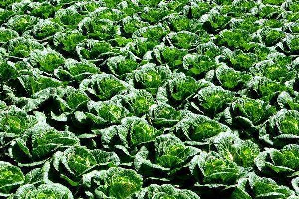 白菜除草适宜时期，播种后至出苗前为除草适期