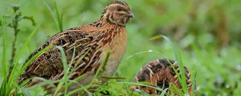 公鹌鹑和母鹌鹑的区别