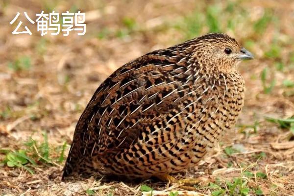 公鹌鹑和母鹌鹑的区别，最大区别在于体型
