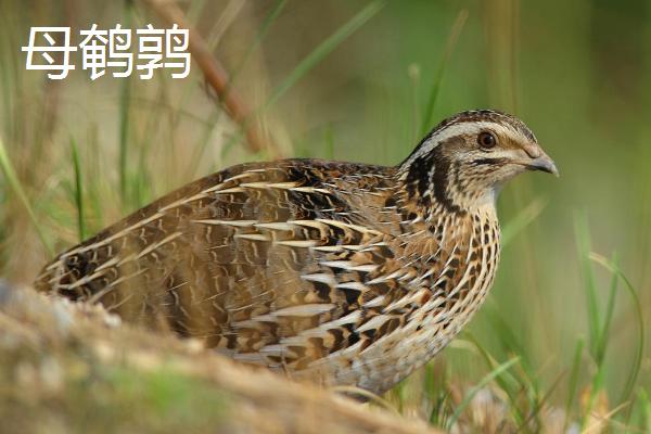 公鹌鹑和母鹌鹑的区别，最大区别在于体型