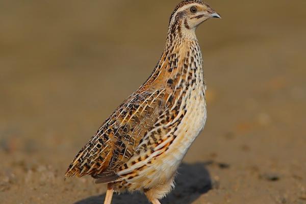 公鹌鹑和母鹌鹑的区别，最大区别在于体型