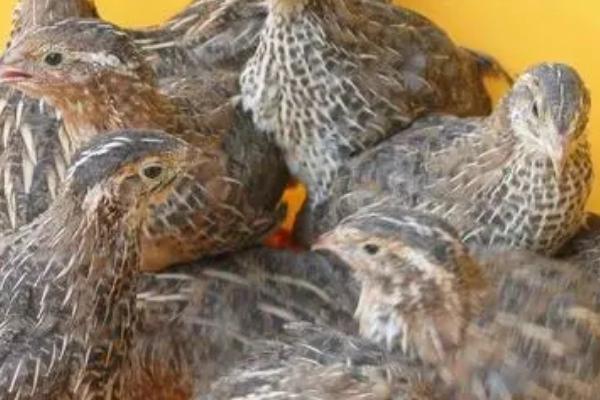 公鹌鹑和母鹌鹑的区别，最大区别在于体型