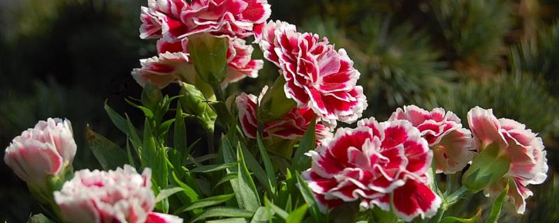 香石竹的水肥管理技术