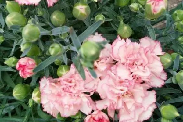 香石竹的水肥管理技术，土壤含水量控制在60%