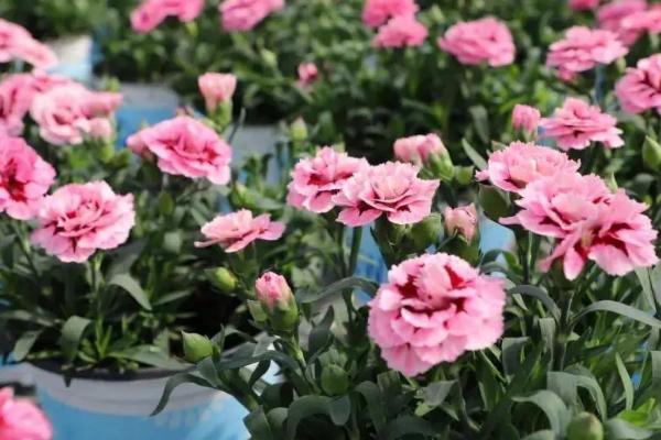 香石竹的水肥管理技术，土壤含水量控制在60%