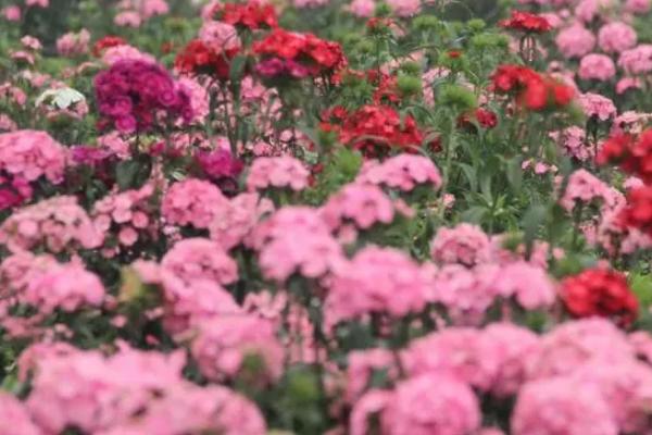 香石竹的水肥管理技术，土壤含水量控制在60%