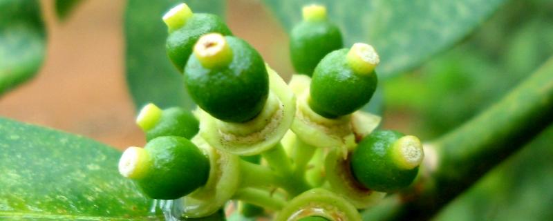 枳实几年可以收获