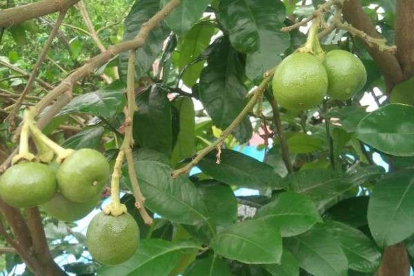 枳实几年可以收获，会受到繁殖方式的影响