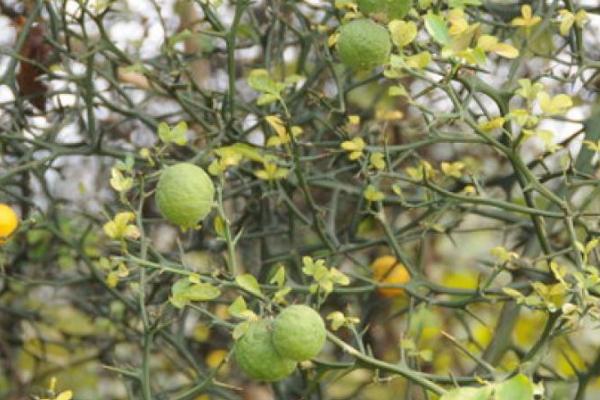 枳实几年可以收获，会受到繁殖方式的影响