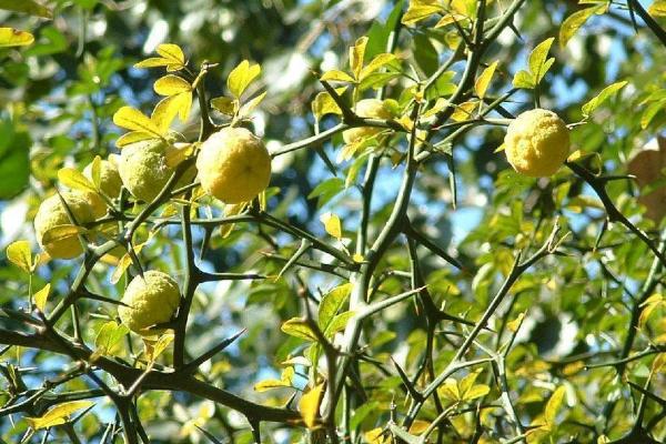 枳实几年可以收获，会受到繁殖方式的影响